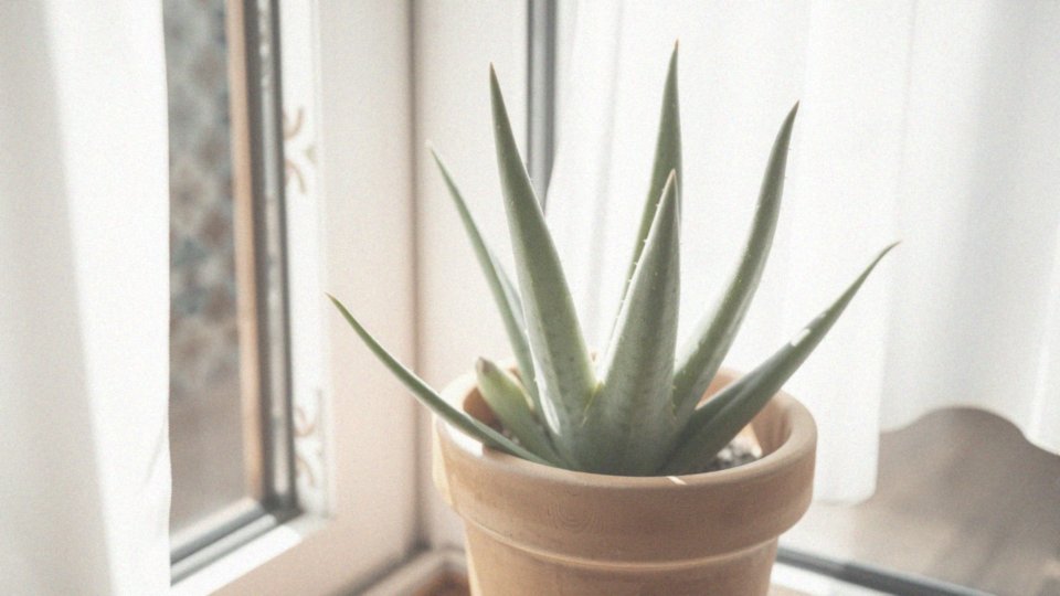 Jak długo można utrzymywać aloes w tej samej doniczce?