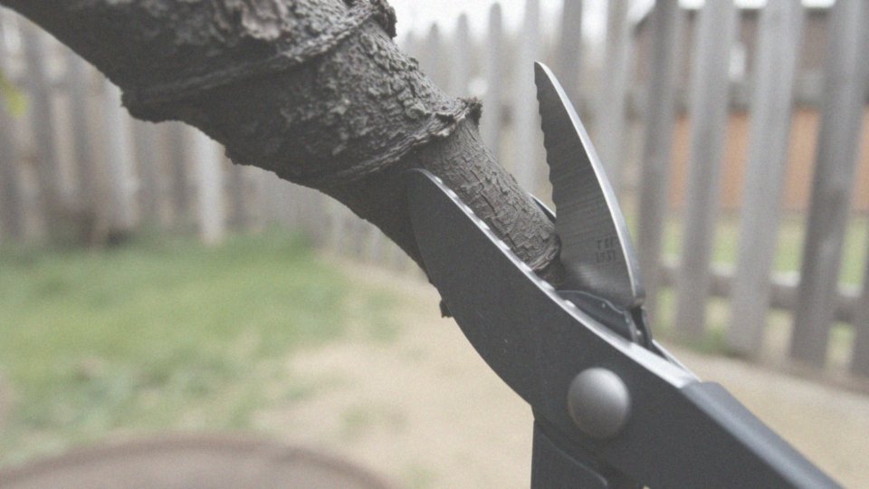 Jak przycinać róże na pniu, aby uzyskać efektowną koronę?